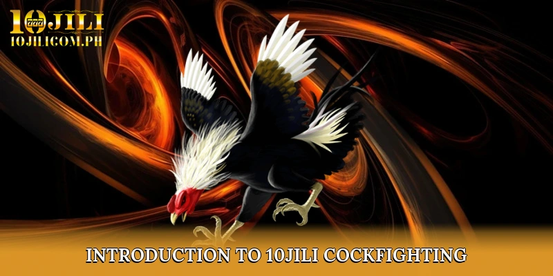 Introduction to 10JILI Cockfighting